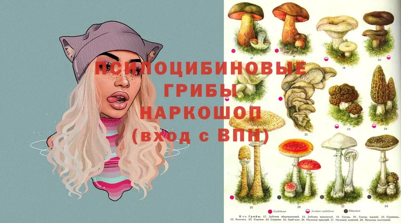 Псилоцибиновые грибы Psilocybe  Высоцк 